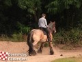 20120803boerendagrijsbergen202